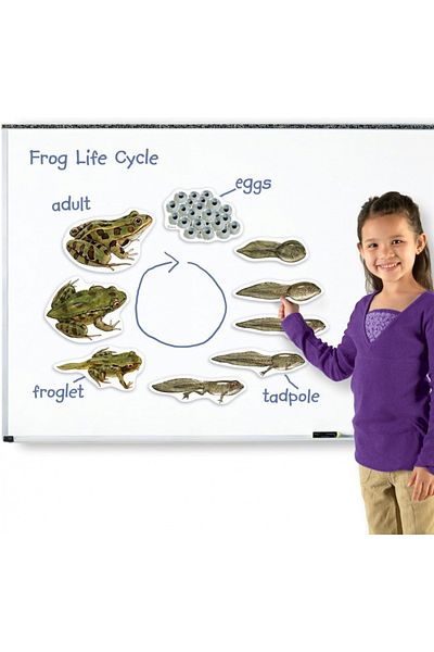 Learning Resources Giant Magnetic Frog Life Cycle-LER6041