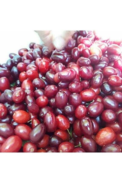 Genel Markalar şifa gıda donmuş kızılcık meyvesi strafor ile gönderim 1kg