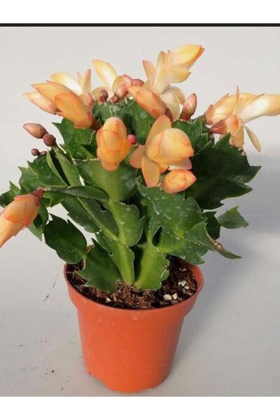 Nura Botanik Sarı Renk Yılbaşı Çiçeği 1 ADET Saksılı 10-15cm Schlumbergera Tr...