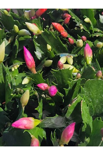 serada decor & plant Yılbaşı Çiçeği Pembe Renk 1 ADET 10-20cm Saksılı İç Mekan Salon Çiçeği