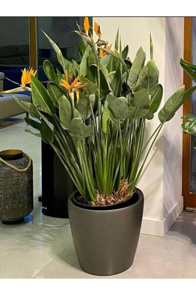 Nura Botanik Büyük Boy Bodur Starliçe Regina 1 Adet Saksılı 60-80cm (Strelitzia)