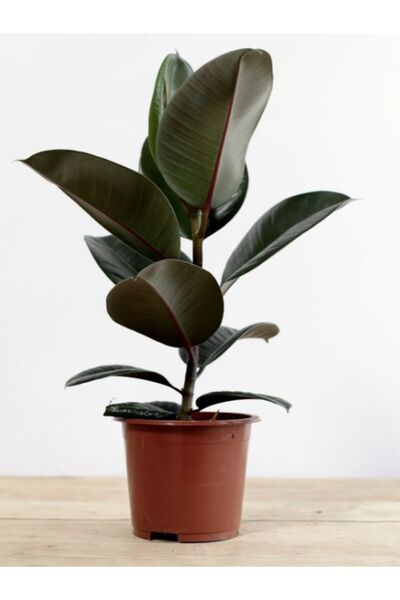 Gardenbox Kauçuk Bitkisi Yeni Açmış Yapraklı Gerçek Canlılık 20-45cm Ficus Elastica