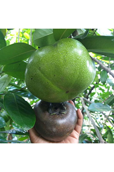 YavuzTropikalFidan Black Sapote Çikolata Meyvesi Ağacı Fidanı 1 Yaş 15 Cm (2 ...
