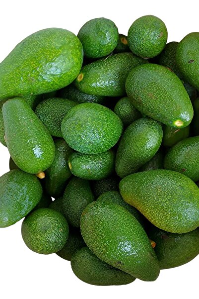 HAS ORGANİK Avokado 2kg Taze Hasat (MİNİ BOY)
