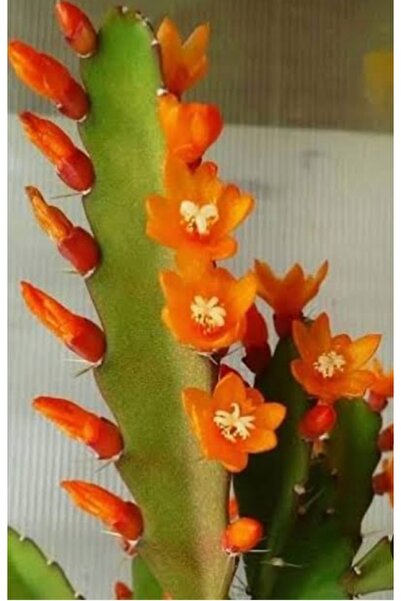 ATABEY ÇİÇEK Turuncu renk açan Atlas çiçeği