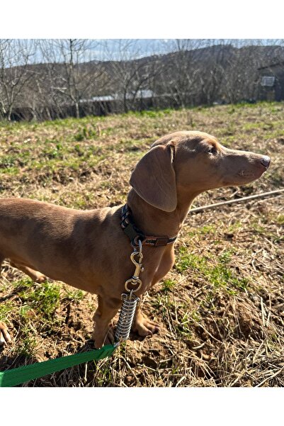 VSLT HANDMADE Large Breed Dog Walker Strap - Anti-Shock Spring Anti Shock Dog Leash