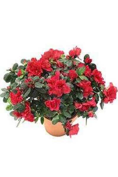 Genel Markalar Açelya (ithal Saksıda 4lü Dikim ) 20-25 Cm Çap Saksıda Büyük Boy