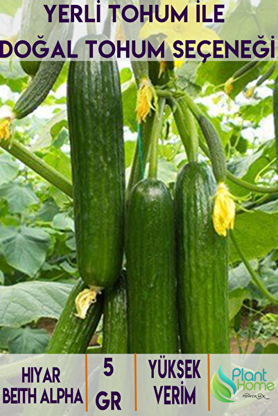 Plant Home Power Mix 5 Gram Hıyar Beith Alpha Salatalık Tohumu - Yerli Ürün -...