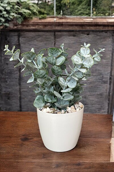 YAPAY ÇİÇEKÇİNİZ TAŞ DETAYLI SAKSIDA GERÇEK DOKULU YAPAY OKALİPTUS AĞACI