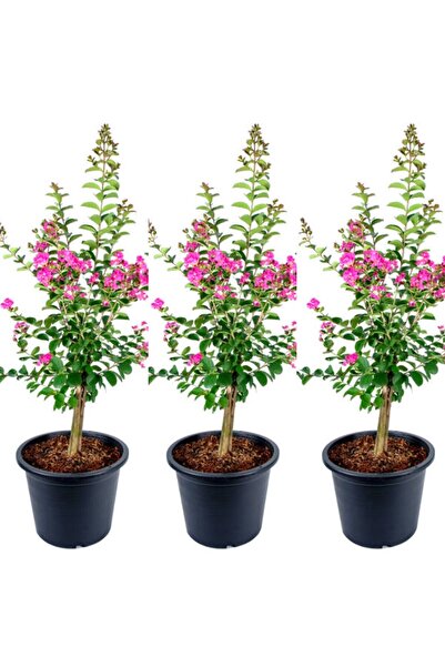 taşkar peyzaj Videolu Hoş Kokulu 3 Adet Pembe Oya Ağacı Fidanı 30-50 Cm Tüplü\saksılı