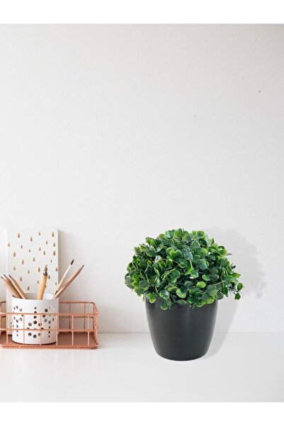 Nettenevime Yapay Çiçek Şimşir Bonus 19*17cm Yapay Bitki Siyah Plastik Saksılı Dekoratif Süs Çiçeği