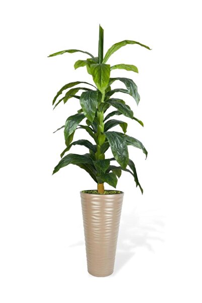 Nettenevime Yapay Ağaç Yukka Kılıç Çiçeği Dore Kumsal Vazoda 185*70 35 Yaprak