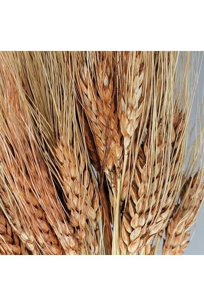 Nettenevime Ξηρό Λουλούδι Φυσικό Καφέ Βελόνα 35γραμμα 1ο Ποιότητα Σοκαρισμένη Μη Συντριμμένη