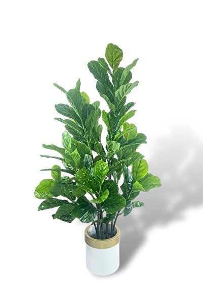 Nettenevime Yapay Ağaç Keman Yapraklı Kavuçuk Yeşil Salon Bitkisi Beyaz Gold ...