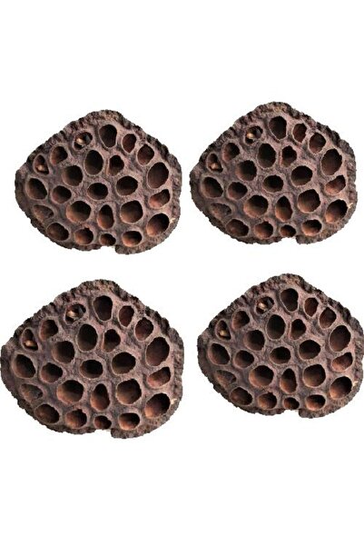 Succulent Lotus Plant Real Lotus Flower Dry Flower 4 PCS