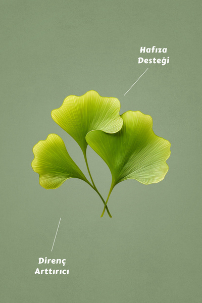 Mecitefendi Ginkgo Bilobalı Çay Süzen Poşet 40'lı