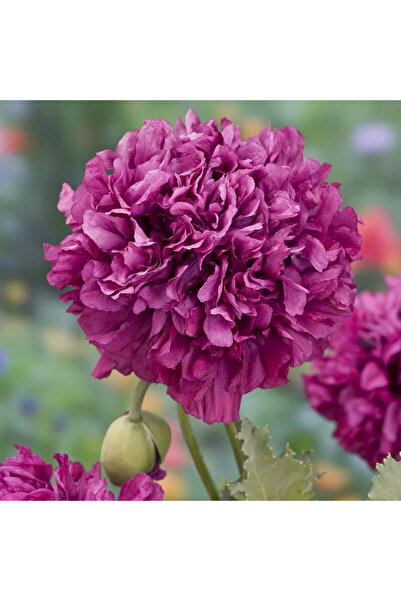 ZENGARDEN EV VE BAHÇE Mor katlı gelincik tohumu papaver purple peony