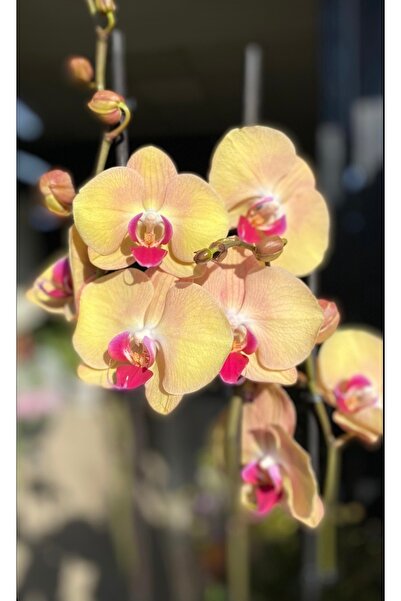 denizingarden İthal açık sarı çift dal orkide (İthal hediyelik orkideler)