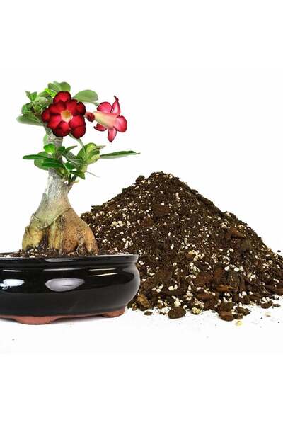 ZENGARDEN EV VE BAHÇE Adenium toprak karışımı çöl gülü bitkilerine özel topra...