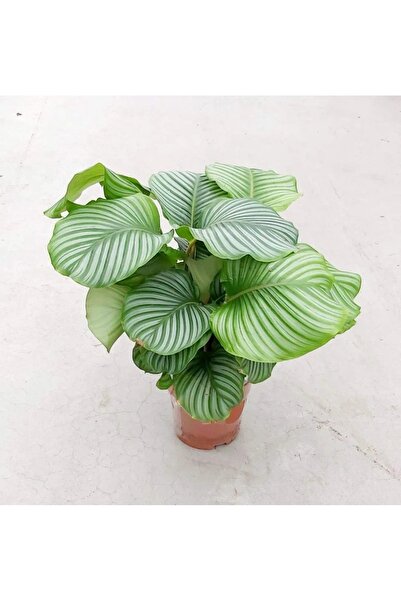 SUKULENTİSTANBUL Calathea Orbifolia - Ev Ve Ofis Bitkisi - Dua Çiçeği 14cm sa...