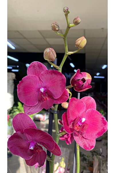 denizingarden İthal mor çift dal orkide (ithal hediyelik orkide)