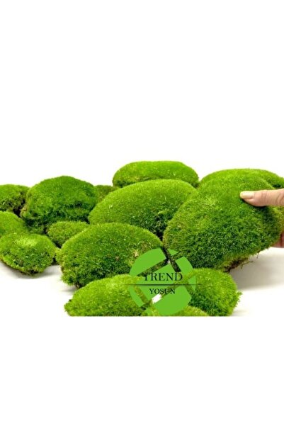 trendbahce Top Yosun Şoklanmış Ort.250 Gr. Ballmoss Yosun Açık Yeşil