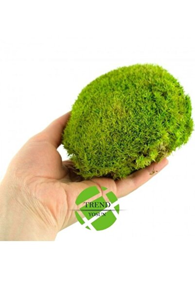trendbahce Top Yosun Şoklanmış Ort.250 Gr. Ballmoss Yosun Açık Yeşil