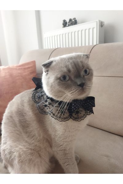 Canbutik Handmade Cat and Small Breed Dog Collar Leash