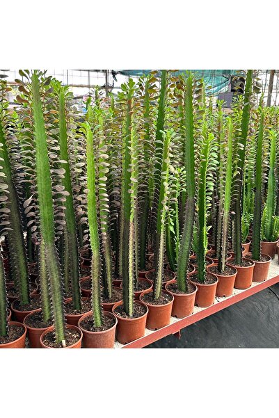 50 cm ve Üzeri Boyda Sınırlı Sayıda 10.5lik Saksıda, Euphorbia Trigona Red - Afrika Süt Ağacı Kaktüs