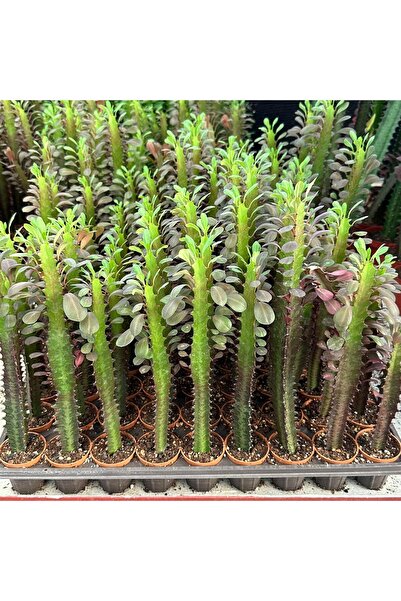 Berke Fidancılık Sınırlı Sayıda Euphorbia Trigona Red - Afrika Süt Ağacı Kakt...