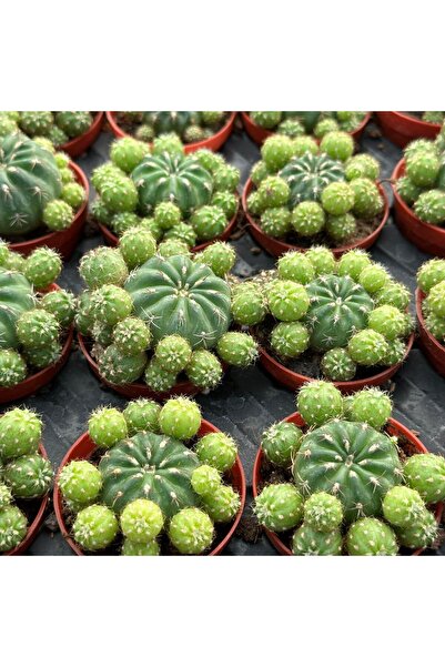 Genel Markalar Çiçek Açan Tür, Bol Yavrulu Matucana Polzii Kaktüsü (5.5cm Sak...