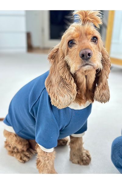 Pawita Dog Clothing Blue Color Flexible and Comfortable Model 4 Seasons