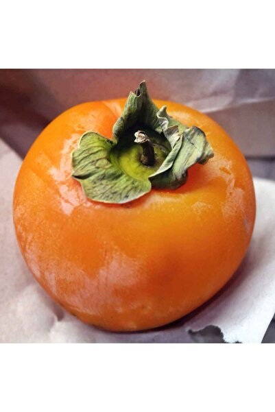 HİLAL TARIM ÇİFTLİĞİ cennet hurması ( trabzon hurması, hachiya hurma ) fidanı