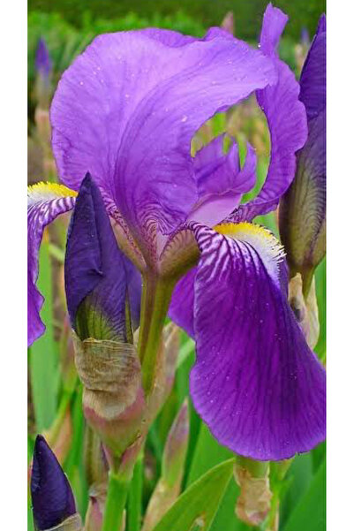 Birtutamrenk Kokulu Mor Zambak İris Süsen Çiçeği 3adet Soğan