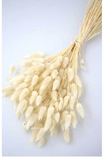 Botanikelbuketleri Pamuk otu