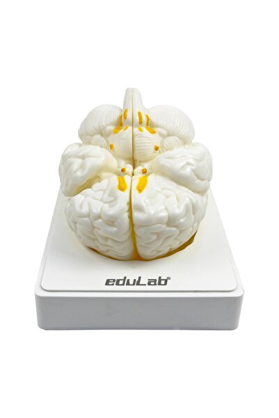 Edulab Beyin Modeli