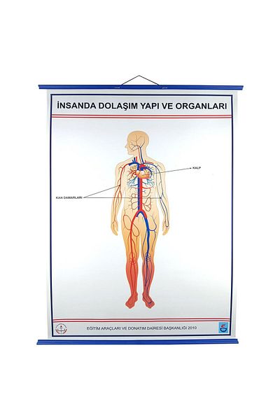 Edulab Human Circulation and Structural Organs