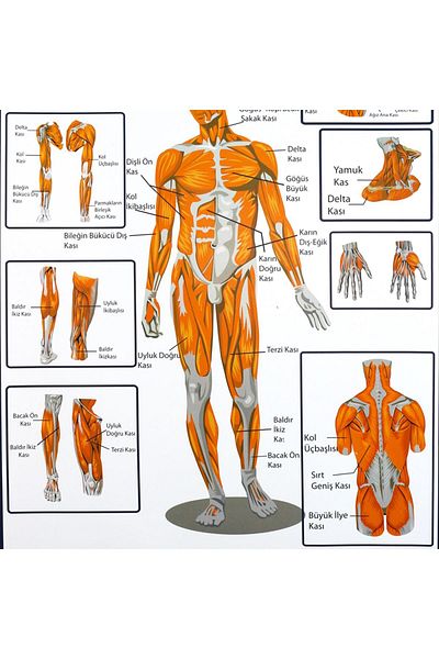 Edulab Muscles Sheet in Support and Movement System