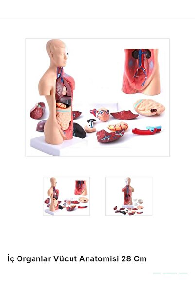 Anoffel İÇ ORGANLAR İNSAN VÜCUT ANOTOMİSİ 28 CM