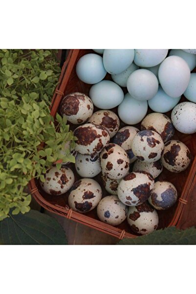 KARACAN SÜS TAVUKLARI VE YUMURTA 48 Adet Kuluçkalık Celadon Bıldırcın Yumurta...