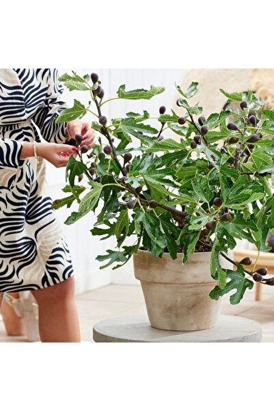 E-fidancim Bodur Soğuklara Dayanıklı Little Mis Figgy İncir Fidanı Kendine Ve...