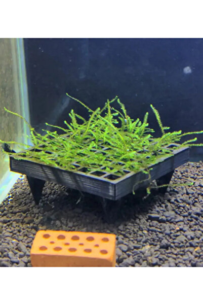 WOOF Moss Yetiştirme Standı 10 Cm Bitki Hariçtir,1 Adet Moss Yetiştirme Kutus...