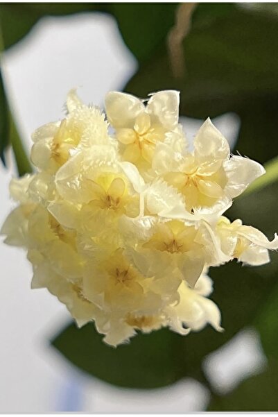 PLANT Hoya Lacunosa Mint Coin Mum Çiçeği