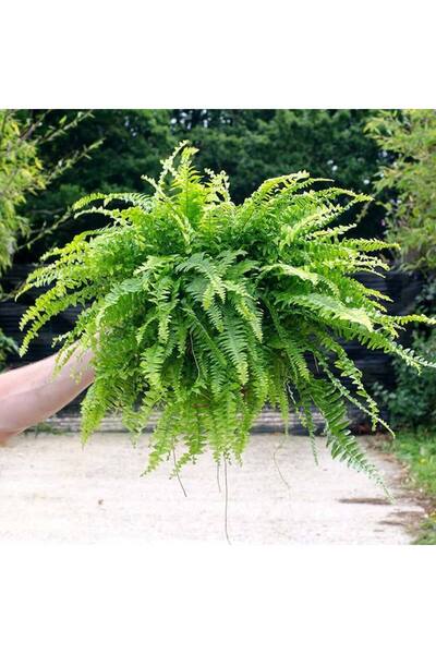 Yades Nephrolepis exaltata aşk merdiveni bitkisi askılı saksıda