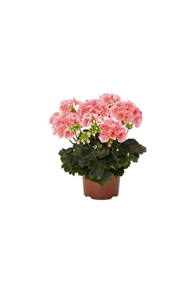 Mimoza Bitki Market Açık Pembe Sardunya Çiçeği Fidesi 10-20 cm