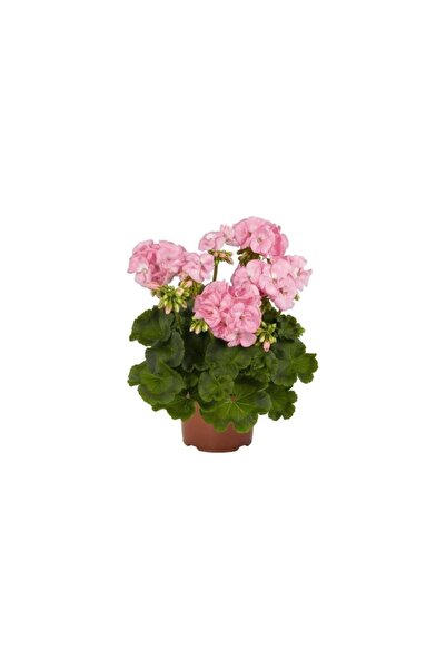 Mimoza Bitki Market Pembiş Sardunya Çiçeği Fidesi Pembe Renk 10-20 Cm