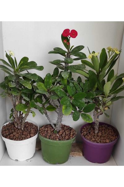 Nura Botanik Videolu Milli Dikenler Tacı 3 Adet (15 30 CM) Saksılı Kaktüs Euophorbia