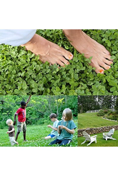 Genel Markalar Beyaz Trifolium Repens Tohumu Üçgül Çiçekli Yerörtücü 100 gr