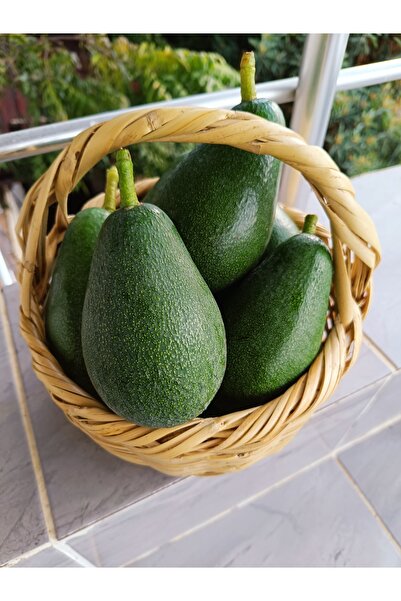 HAS ORGANİK Avokado 1 Kg Taze Hasat (BÜYÜK BOY)