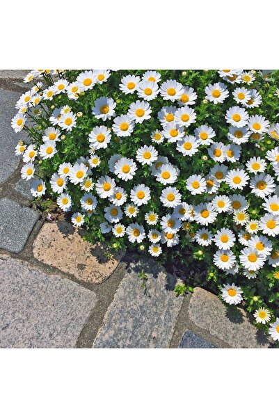 ZENGARDEN EV VE BAHÇE Yayılıcı papatya tohumu chrysanthemum northern lights